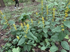 Solidago flexicaulis