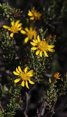 Oedera sedifolia