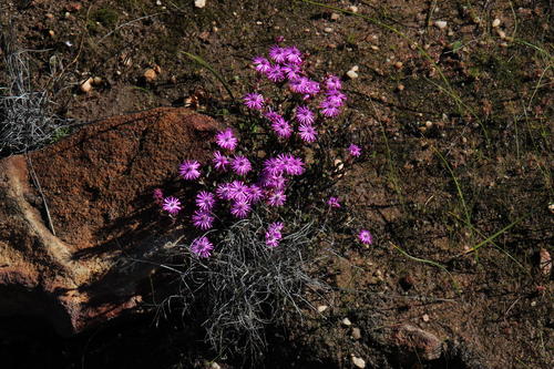 Antimima paucifolia