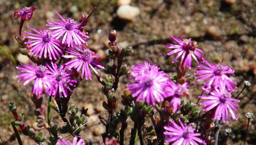 Antimima paucifolia
