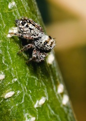 Phidippus comatus