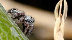 Phidippus comatus