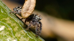 Phidippus comatus