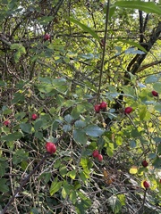 Rosa canina
