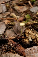 Protostropharia alcis