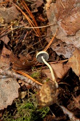 Protostropharia alcis