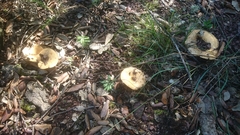 Lactarius acerrimus