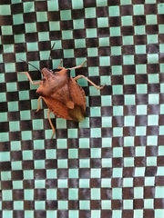 Carpocoris fuscispinus