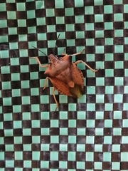 Carpocoris fuscispinus