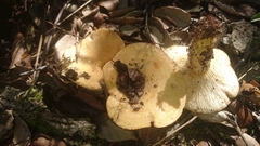 Lactarius acerrimus