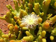 Mesembryanthemum hypertrophicum