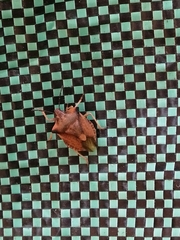 Carpocoris fuscispinus