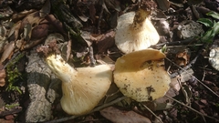 Lactarius acerrimus