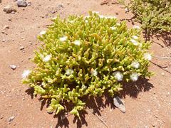 Mesembryanthemum hypertrophicum