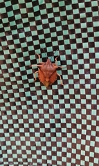 Carpocoris fuscispinus