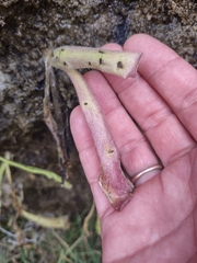 Pinguicula longifolia