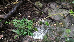 Impatiens glandulifera