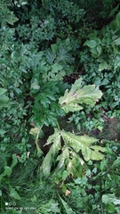 Heracleum sosnowskyi