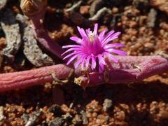 Mesembryanthemum dinteri