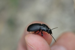 Pterostichus melas