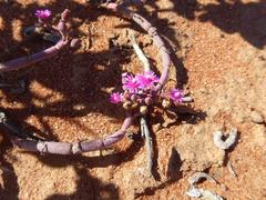 Mesembryanthemum dinteri