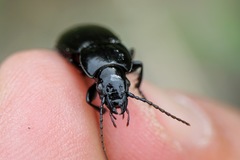 Pterostichus melas