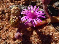 Mesembryanthemum dinteri