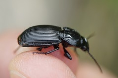Pterostichus melas