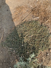 Euphorbia ocellata ocellata