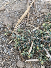 Euphorbia ocellata ocellata