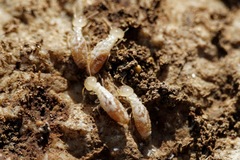 Reticulitermes urbis