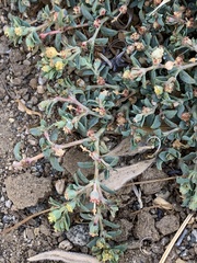 Euphorbia ocellata ocellata