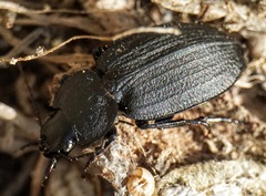 Licinus punctatulus
