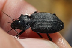 Licinus punctatulus