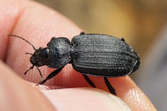Licinus punctatulus