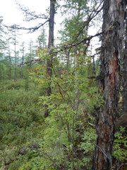Spiraea beauverdiana