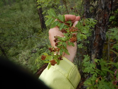 Spiraea beauverdiana