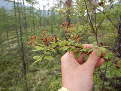 Spiraea beauverdiana