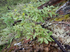 Spiraea beauverdiana