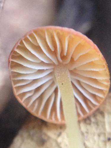 Mycena acicula (Schaeff.) P.Kumm.