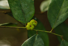 Cleistanthus