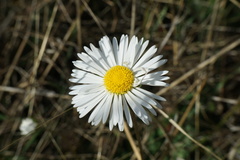 Bellis sylvestris