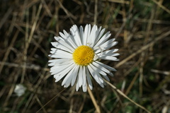 Bellis sylvestris