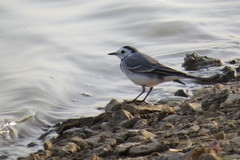 Motacilla alba
