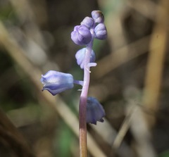 Muscari parviflorum