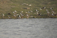 Himantopus himantopus