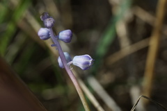 Muscari parviflorum