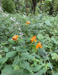 Impatiens capensis