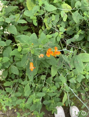 Impatiens capensis