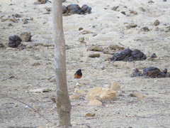 Phoenicurus ochruros